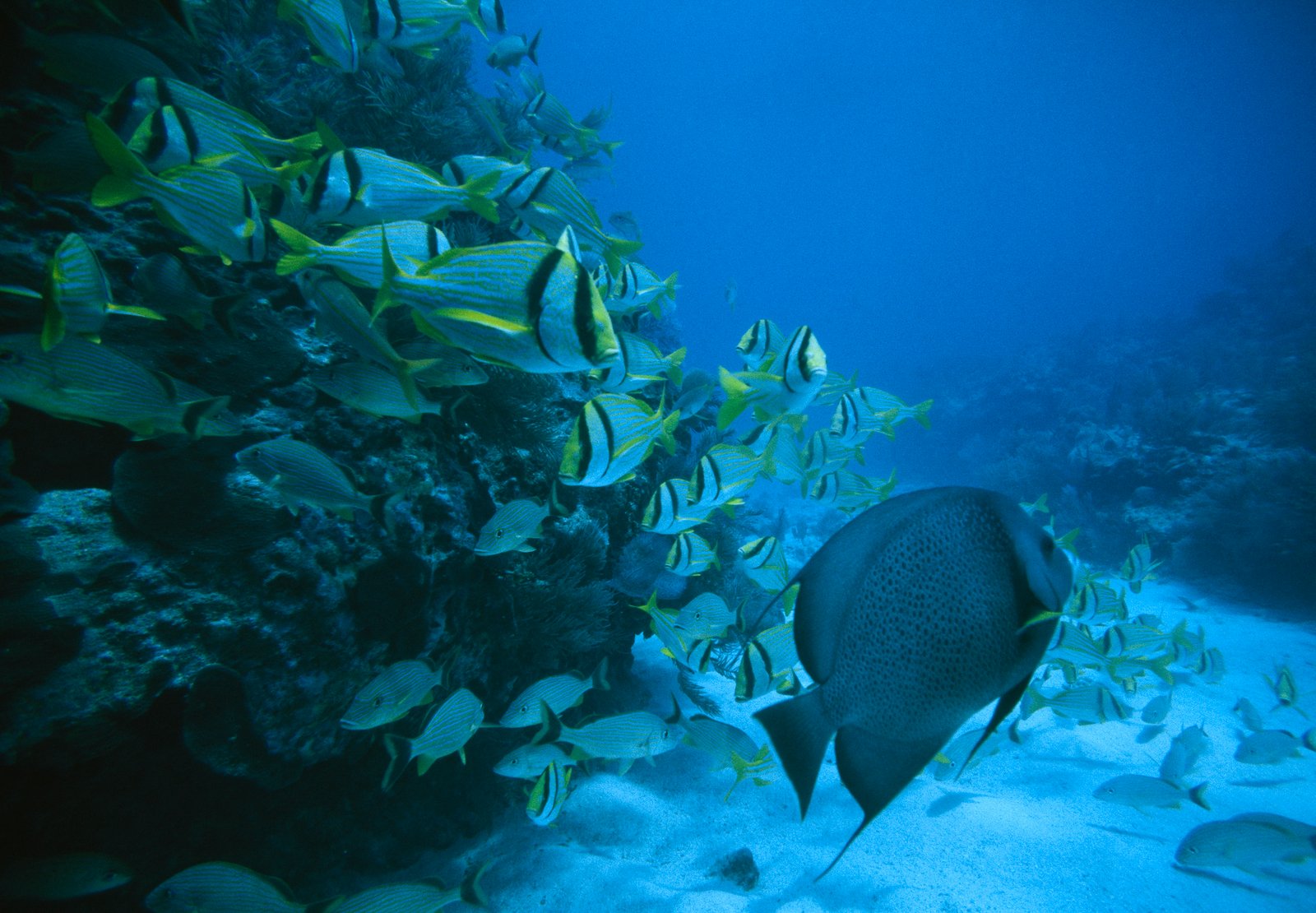 Marine Ecology Studies